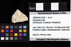 Foto (Objket + Etiketten) von Decapoda indet. 